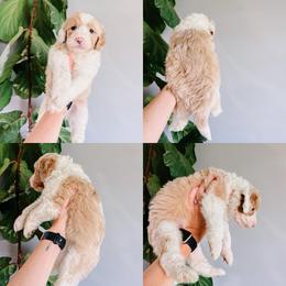 Firefly Black Collar - Fawn and white male Sheepadoodle puppy in Republic, Missouri from DOOD & Co