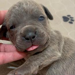 Ashley-light pink - Brindle female Companion Cross puppy in Calimesa, California from BoujeePoodlesofsocal