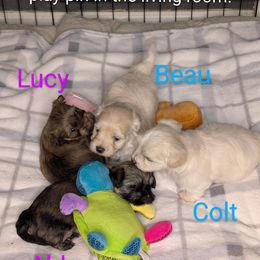 Havanese Puppies from LaBeouf Havanese’s