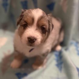 Moon - Blue merle female Miniature American Shepherd puppy in Plant City, Florida from Osborne & Stormborn FL Kennels