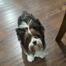 Stella - Yorkshire Terrier