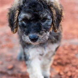 Goldendoodle Puppies from Fire Sky Kennels