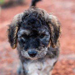 Goldendoodle Puppies from Fire Sky Kennels