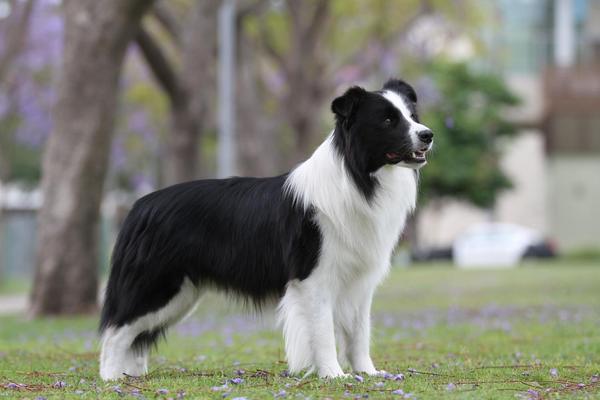 Black and white Border Collie standing nicely in a field