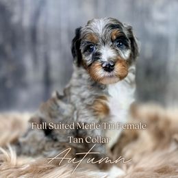 Autumn - Blue merle Bernedoodle puppy in Holladay, Utah from Teddy Bear Bernedoodles