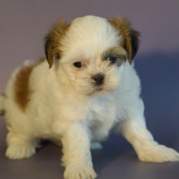 Female II - Tricolor female Shih Tzu puppy in Middleborough, Massachusetts from Shih Tzu Pups