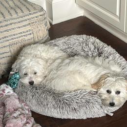 Coton de Tulear and Poodle Puppies from Legacy Pets