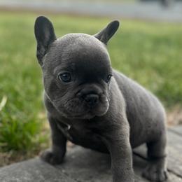 Cinderella - Blue female French Bulldog puppy in Salisbury, Maryland from 77 Frenchies Maryland