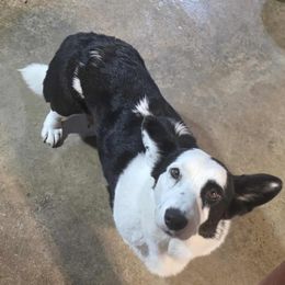 Cardigan Welsh Corgi All Grown Up from Mountain Paws Cardigan Welsh Corgis