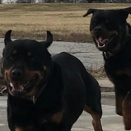 Rottweilers from Bella Bowe Import Rottweilers