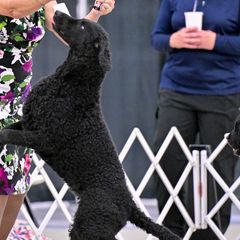 Perry - Curly-Coated Retriever