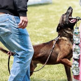 Belgian Malinois and German Shepherds from Morales Kennels