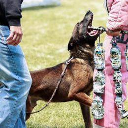 Belgian Malinois and German Shepherds from Morales Kennels