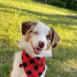 Miniature Australian Shepherd All Grown Up from Klatt's Mini Aussies