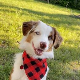 Miniature Australian Shepherd All Grown Up from Klatt's Mini Aussies