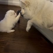American Eskimo Dog Puppies from Northland Skies Eskies