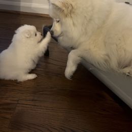 American Eskimo Dog Puppies from Northland Skies Eskies