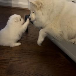 American Eskimo Dog Puppies from Northland Skies Eskies