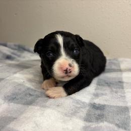 Unicorn - Black tri female Miniature Australian Shepherd puppy in Brenham, Texas from Stone N Rose Kennels