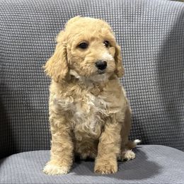 Elsa - Apricot female Goldendoodle puppy in Owenton, Kentucky from Elagant Acres