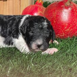 Pistachio - Parti male Labradoodle puppy in St George, Utah from Terra's Swann's Kennels