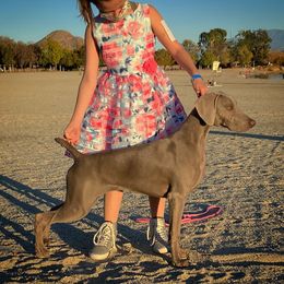 German Shorthaired Pointer and Weimaraner Puppies from SilverBay GunDogs