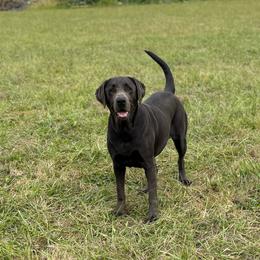 Ahsoka - Labrador Retriever