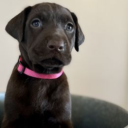 Dilute Retriever and Labrador Retriever Puppies from CKB Labradors