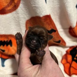 Red red red - Red female Shih Tzu puppy in Sharon, Pennsylvania from Keystone Danes and Shih tzus