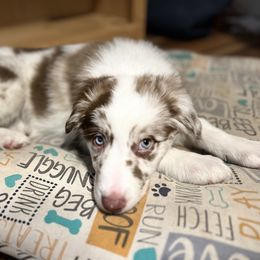Australian Shepherd Puppies from Tails of an Ausshole