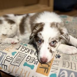 Australian Shepherd Puppies from Tails of an Ausshole