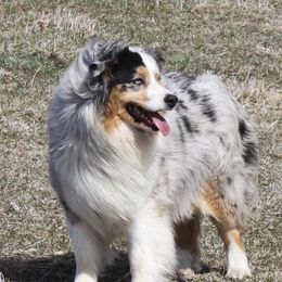Sunny - Australian Shepherd