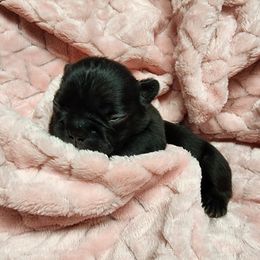 French Bulldog Puppies from Honey Hole Frenchies