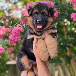 Izzy - Black and red female German Shepherd puppy in Winterville, North Carolina from Southern Creek (Vom Südbach) German Shepherds