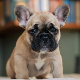 Iris - Fawn female French Bulldog puppy in Monett, Missouri from Bailey French Bulldogs
