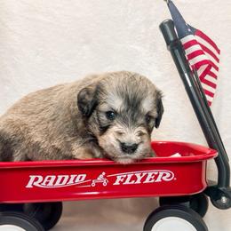 Copper (Orange) - male Golden Mountain Doodle puppy in Boiling Springs, South Carolina from OlliePups, LLC