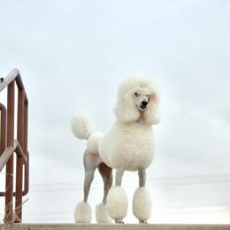 Cardi - Poodle