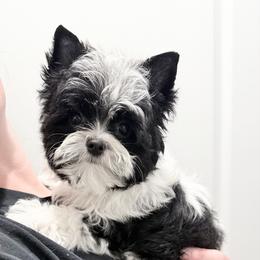 Boy two(more black) - Parti male Yorkshire Terrier puppy in Virginia from Yorkies of Boston