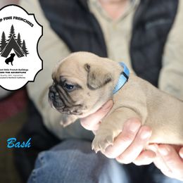 French Bulldog Puppies from Camp Fine Frenchies