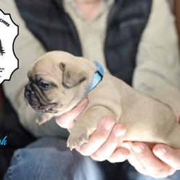 French Bulldog Puppies from Camp Fine Frenchies