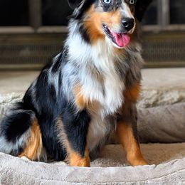 Harper - Miniature Australian Shepherd