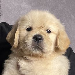 Golden Retriever Puppies from Bear State Golden Retrievers