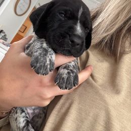 German Shorthaired Pointer Puppies from Golden pointers