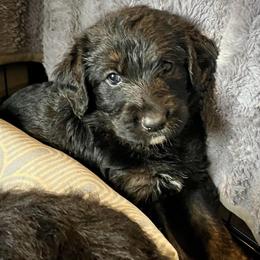 Acacia - Black and tan female Assorted Doodle Crosses puppy in Kansas City, Missouri from Beary GoldenDoodles