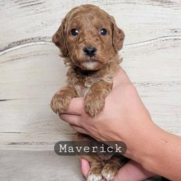 Maverick (Black Collar) - Red  male Goldendoodle puppy in Scurry, Texas from 07 Seven Oaks Goldens and Doodles
