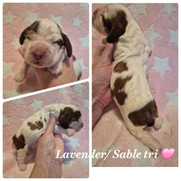 Lavender - Red and white female English Springer Spaniel puppy in Freeland, Michigan from McNally's Springer Spaniels