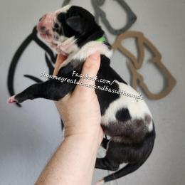 Green Collar - Harlequin male Great Dane puppy in Alton, Illinois from Show Me Great Danes and Basset Hounds
