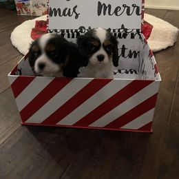 Cavalier King Charles Spaniel Puppies from Ridgefield Cavaliers