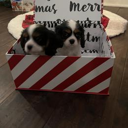 Cavalier King Charles Spaniel Puppies from Ridgefield Cavaliers