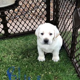 Labrador Retriever Puppies from AKC Arcadia Labs